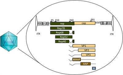 Strategies to improve safety profile of AAV vectors